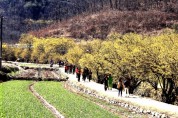 의성 산수유마을꽃맞이축제 16일부터 24일까지 개최