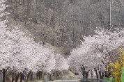 성주호를 에워싼 벚꽃 만개로 즐거운 볼거리 제공
