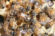 예천군 곤충연구소, 농가 실용화 산업곤충 연구 추진