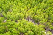 경북도, 영양 자작나무숲‘국민의 숲’으로 지정