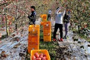 군위군 삼국유사면 행정복지센터, 사과 수확 농촌일손돕기