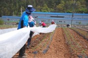 영양고추연구소, <br>고수 다수확 ‘막덮기 부직포 재배기술’ 보급 확대