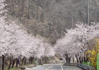 성주호를 에워싼 벚꽃 만개로 즐거운 볼거리 제공